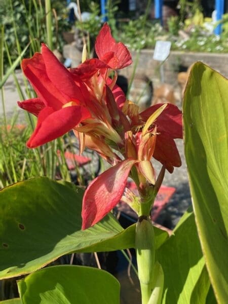 canna lily