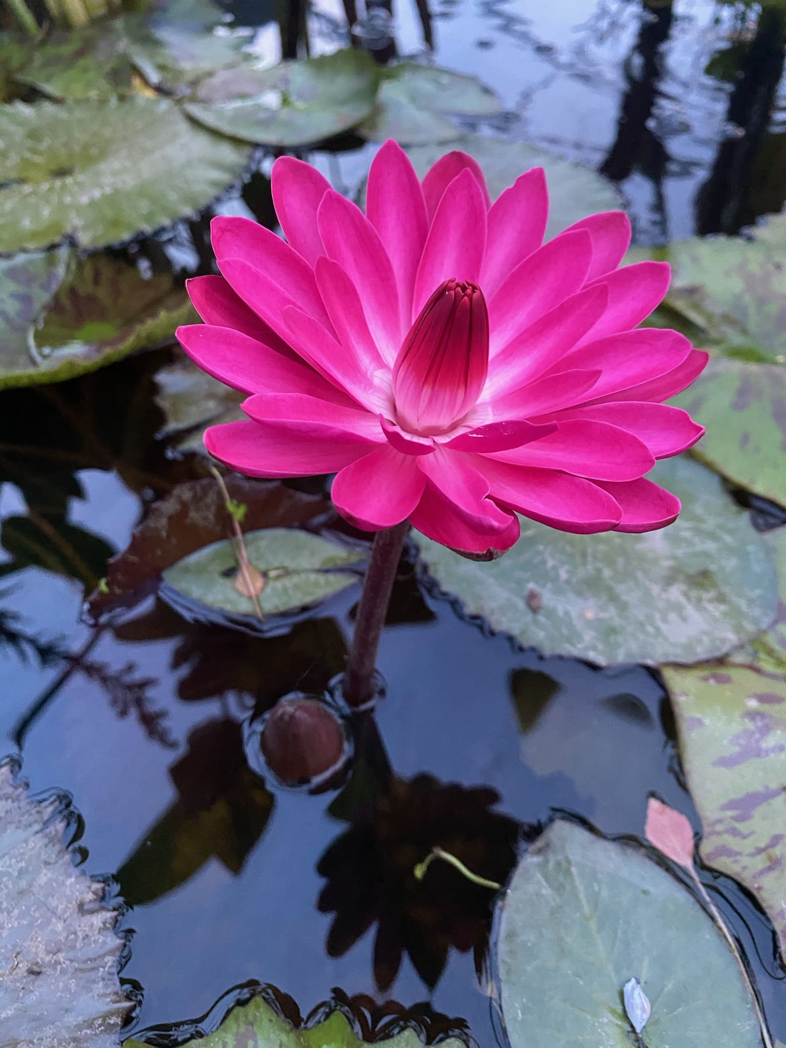 tropical water lily