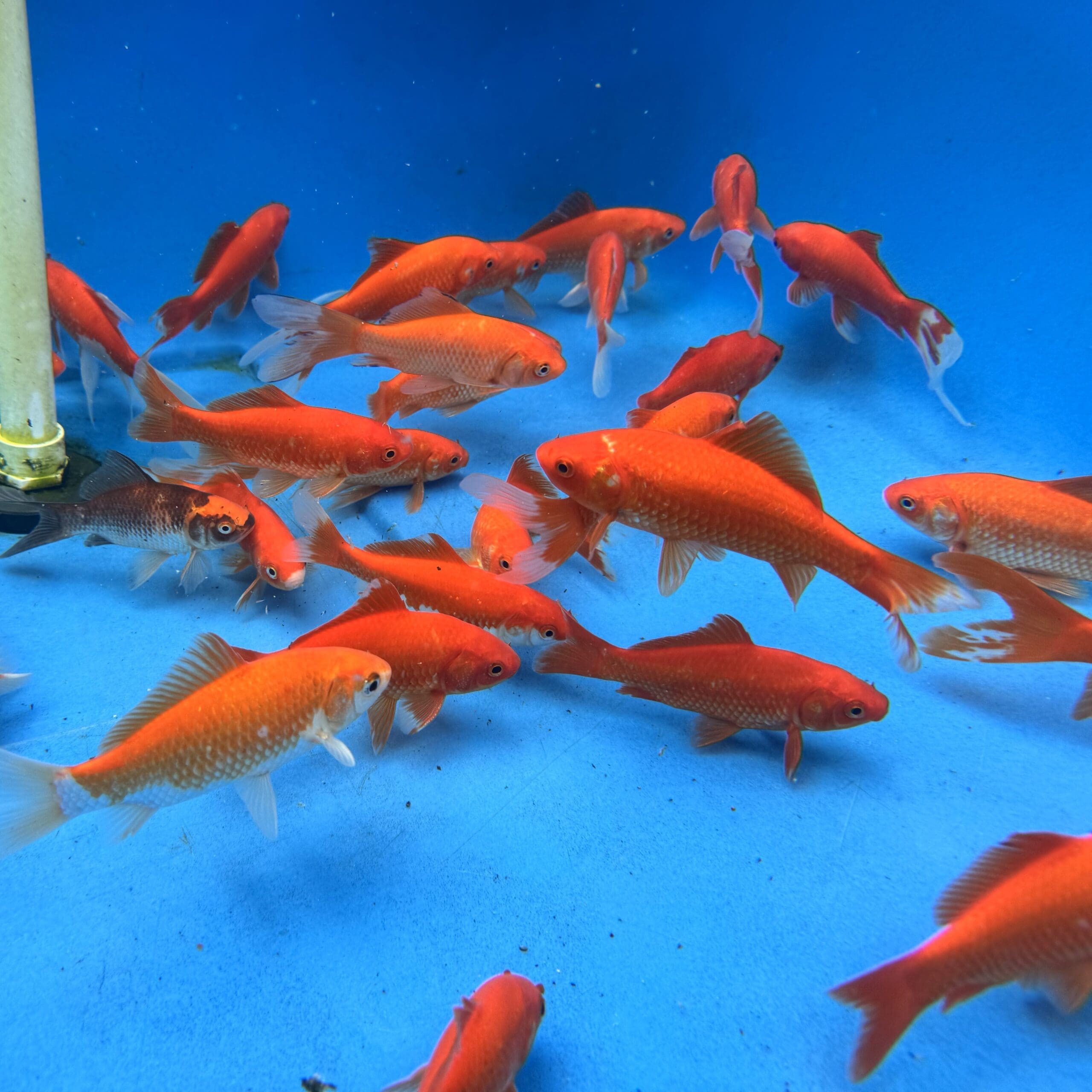 Comet Goldfish 5"-6"