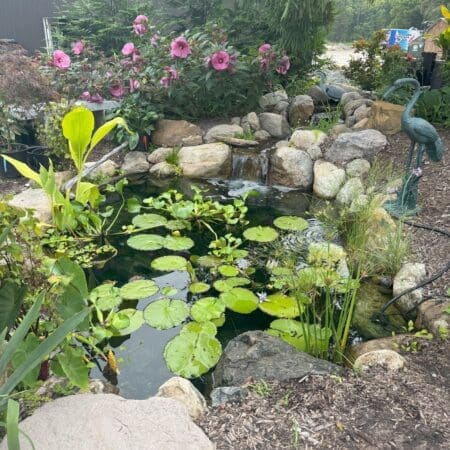 Tranquility Pond_Summer