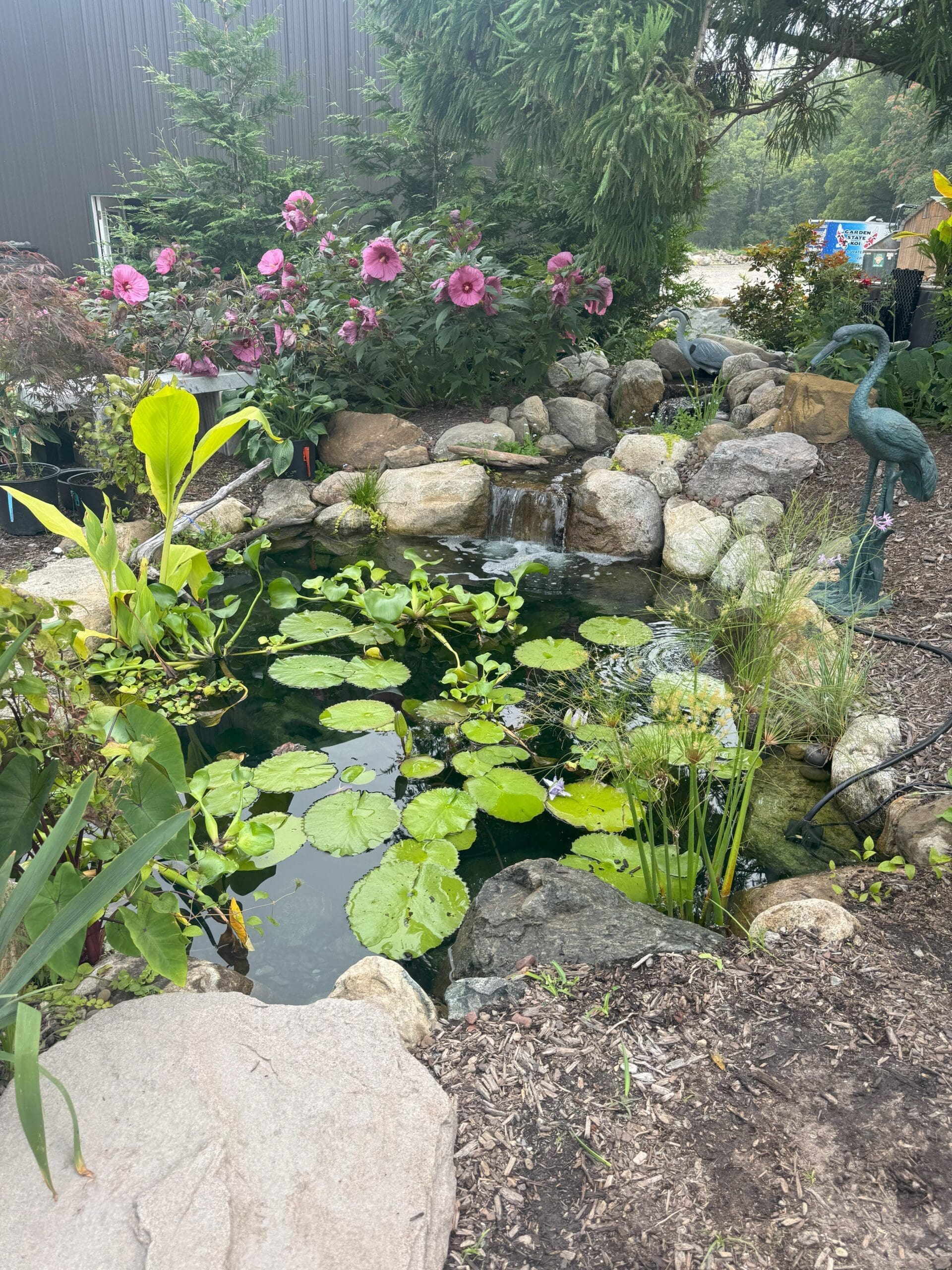 Tranquility Pond_Summer