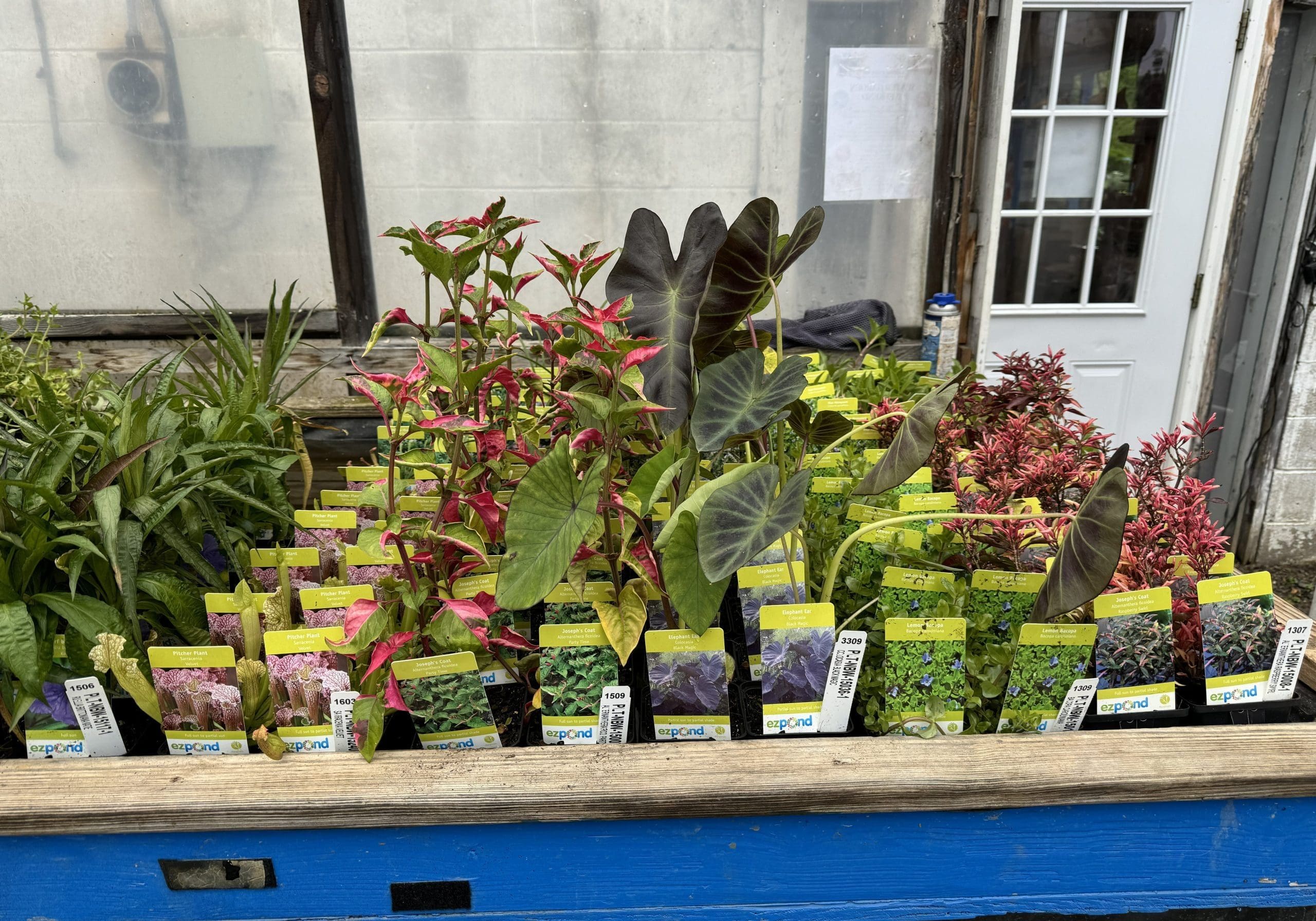 Aquatic Pond Plants for Sale in Warwick NY