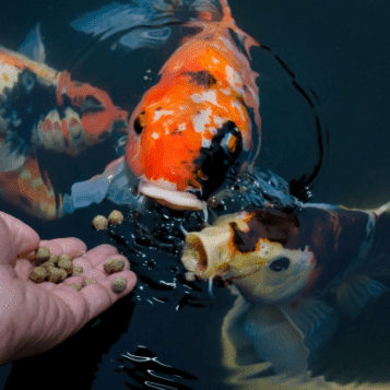 feeding koi